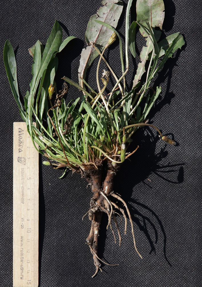 Image of Taraxacum bessarabicum specimen.