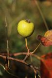 Pyrus pyraster. Часть веточки с плодом. Ленинградская обл., Ломоносовский р-н, окр. Шепелёвского маяка; п-ов Каравалдай, побережье Финского залива, сухой разнотравно-злаковый луг на поляне среди смешанного леса, на опушке. 23.09.2023.