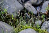 Equisetum variegatum