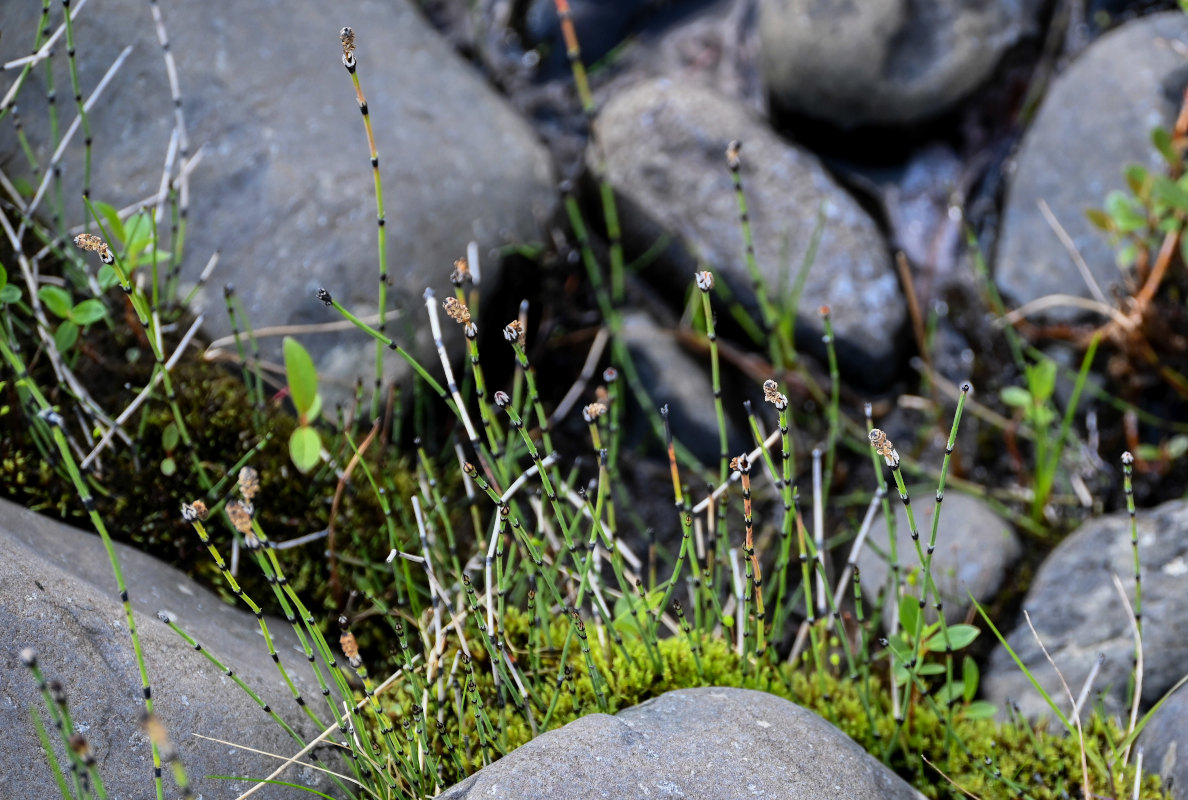 Image of Equisetum variegatum specimen.