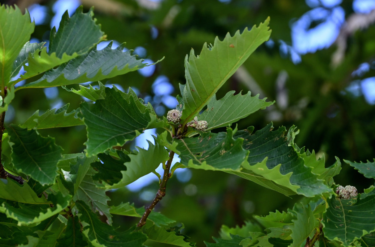 Изображение особи Quercus crispula.