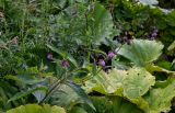 Cirsium weyrichii