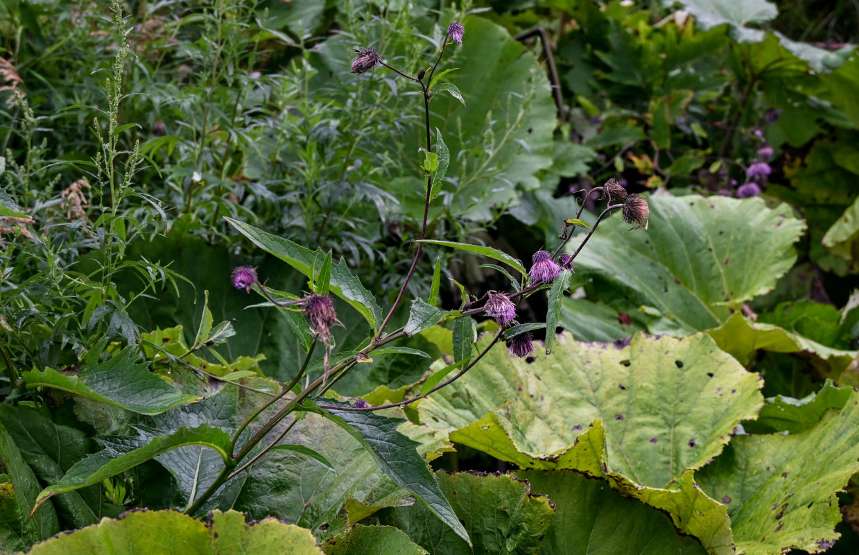 Изображение особи Cirsium weyrichii.