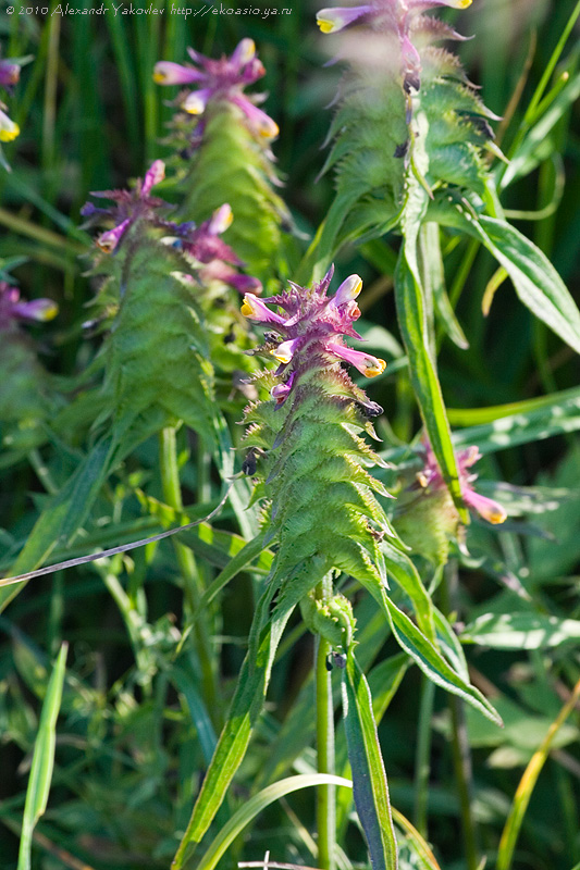 Image of Melampyrum cristatum specimen.