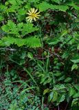 genus Tragopogon