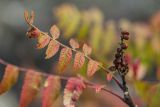 Rhus coriaria. Верхушка веточки с листьями в осеннем окрасе и соплодием. Краснодарский край, г. Новороссийск, Маркотхский хр., окр. м. Шесхарис, можжевеловое редколесье. 02.12.2023.