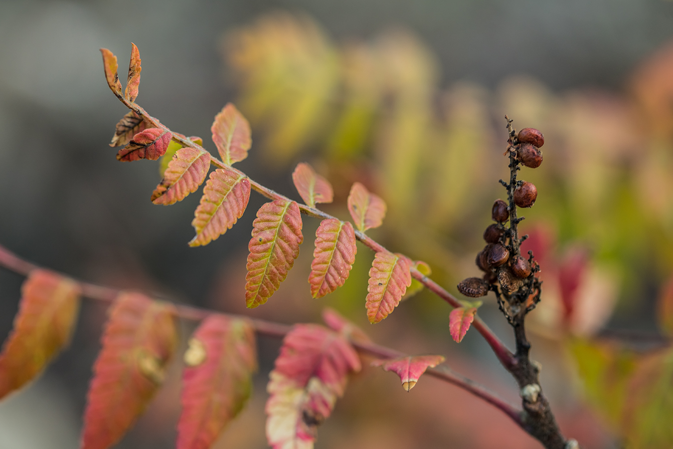 Image of Rhus coriaria specimen.