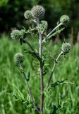 Echinops sphaerocephalus. Верхушка побега с нераспустившимися соцветиями. Оренбургская обл., Кувандыкский гор. округ, заповедник \"Шайтан-Тау\", долина р. Сакмара, луг. 05.07.2023.