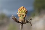 Bellis sylvestris