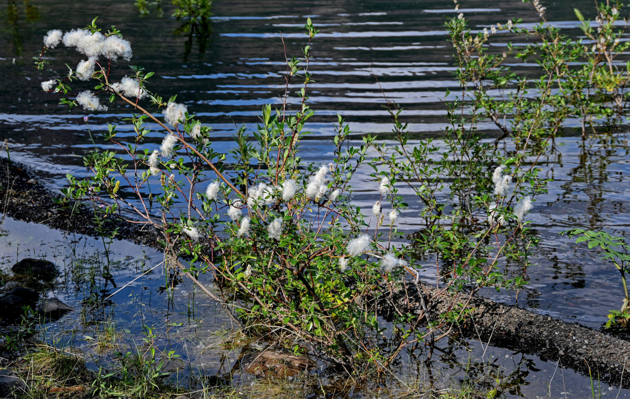 Image of genus Salix specimen.