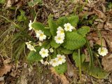 Primula vulgaris. Цветущие растения в сообществе с Carex. Краснодарский край, городской округ Сочи, Хостинский р-н, у дороги к Ореховскому водопаду, обрывистый склон. 14.02.2024.