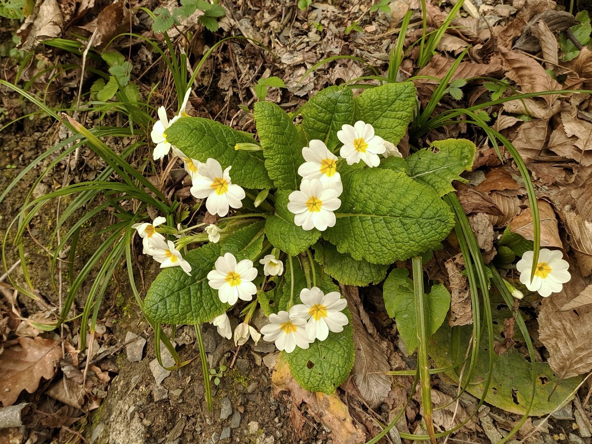 Изображение особи Primula vulgaris.