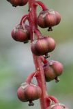 Pyrola minor. Часть соплодия. Кольский п-ов, Хибины, западное подножье массива Кукисвумчорр, пойма р. Вудъяврйок, прибрежная каменистая россыпь. 11.08.2010.