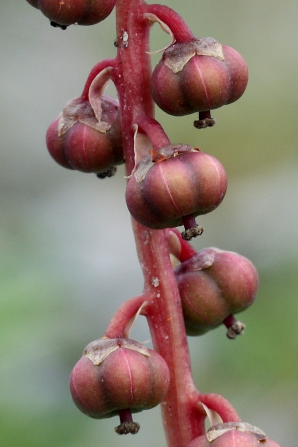 Изображение особи Pyrola minor.