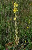 Verbascum gossypinum. Цветущее растение. Чечня, Итум-Калинский р-н, окр. с. Ведучи, ≈ 1500 м н.у.м., луговой склон. 27.07.2022.