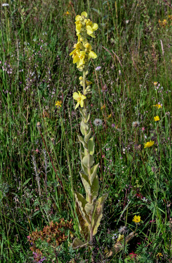 Image of Verbascum gossypinum specimen.