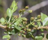 Coriaria myrtifolia. Часть ветви с соцветиями. Испания, автономное сообщество Каталония, провинция Жирона, комарка Ла-Гарроча, муниципалитет Ла-Валь-де-Бианья, подр-н (субкомарка) Л’Альта-Гарроча, 870 м н.у.м., перевал Capsacosta, смешанный лес. 12.04.2024.