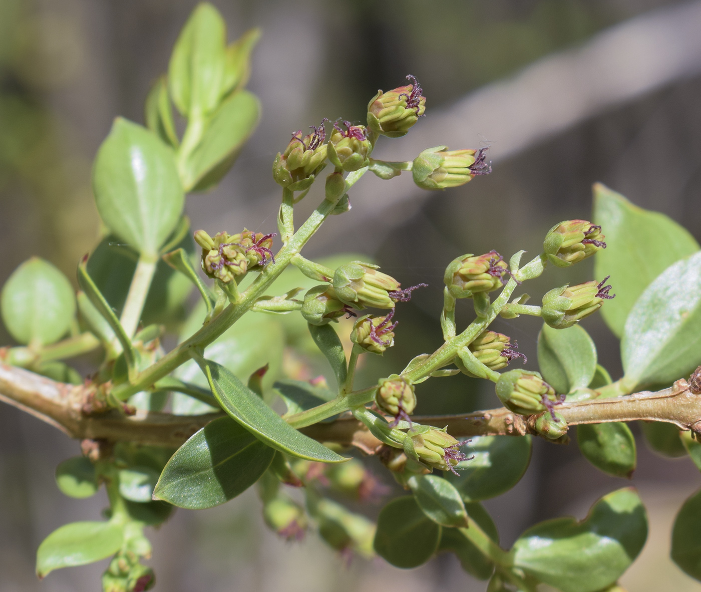 Image of Coriaria myrtifolia specimen.