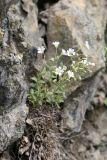 Cerastium polymorphum