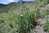 Tragopogon ruber