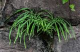 Pteris multifida