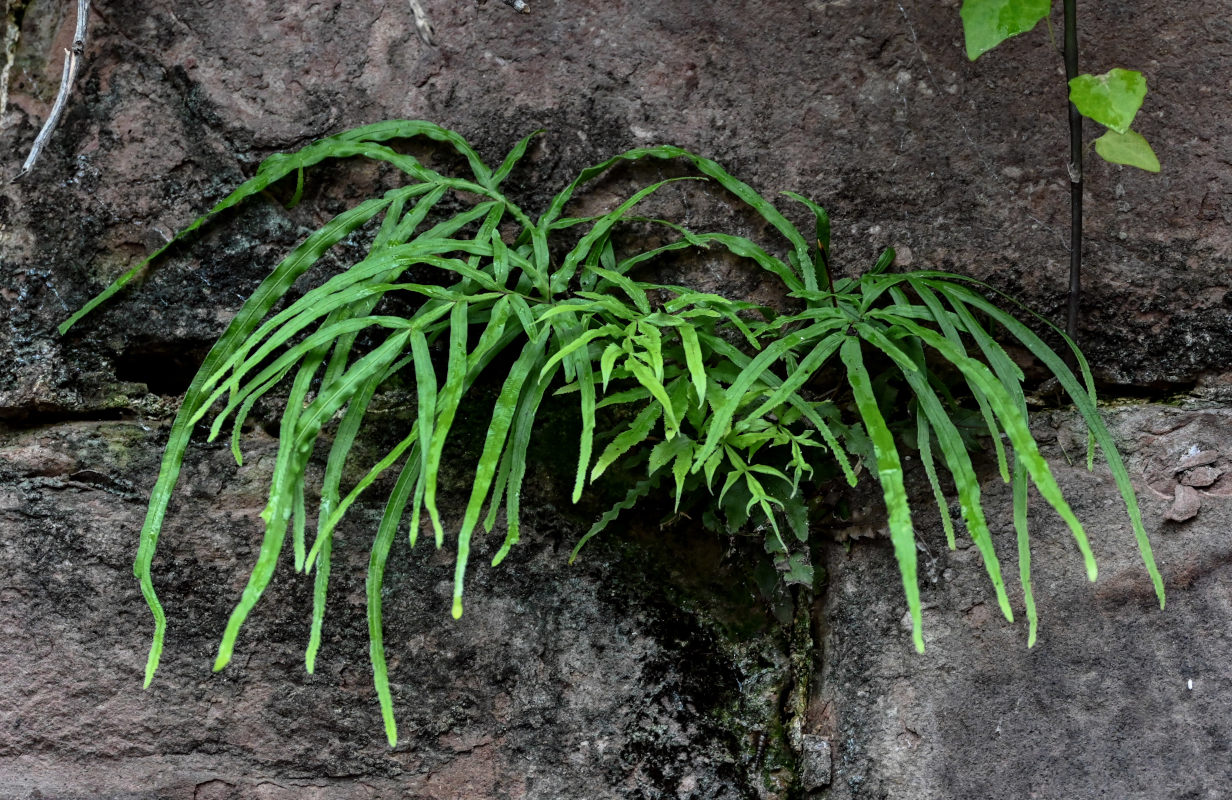Image of Pteris multifida specimen.