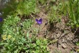 Campanula bellidifolia
