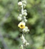 Verbascum eriophorum. Часть соцветия с раскрывающимся цветком и бутонами. Греция, Олимп, ≈ 900 м н.у.м., у стен монастыря св. Дионисия. 08.08.2024.