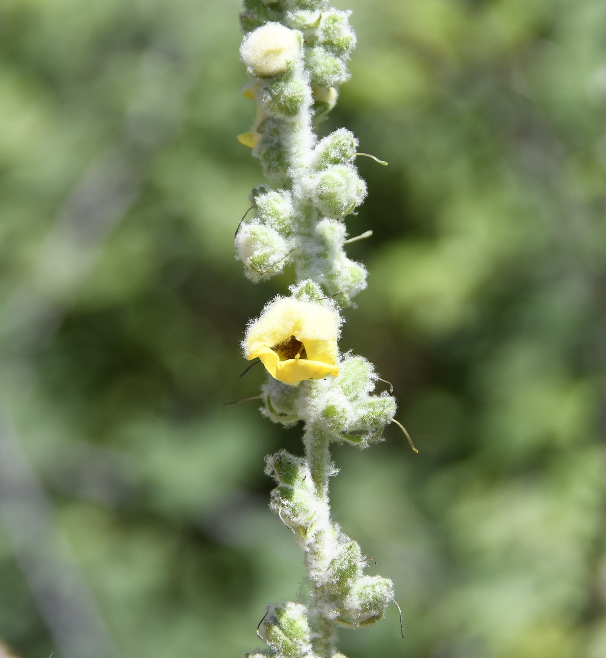 Изображение особи Verbascum eriophorum.