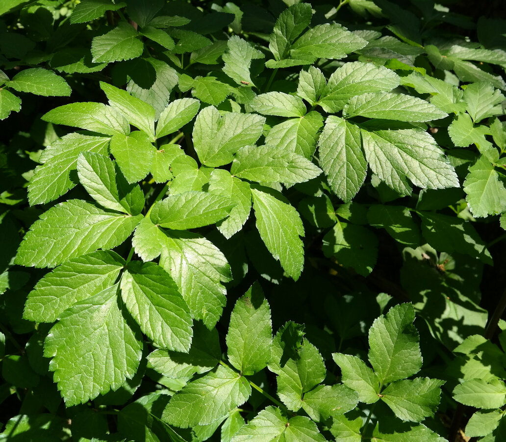 Image of familia Apiaceae specimen.