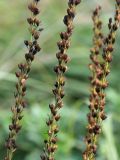 Veronica teucrium. Части соплодий. Белоруссия, Витебская обл., пос. Езерище, край дренажной канавы у обочины дороги. 22.08.2010.