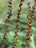 Veronica teucrium