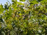 Acer stevenii. Верхушка плодоносящей ветви. Крым, Южный Берег, гора Южная Демерджи, возле туристической тропы. 03.06.2024.