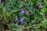 Vicia cracca