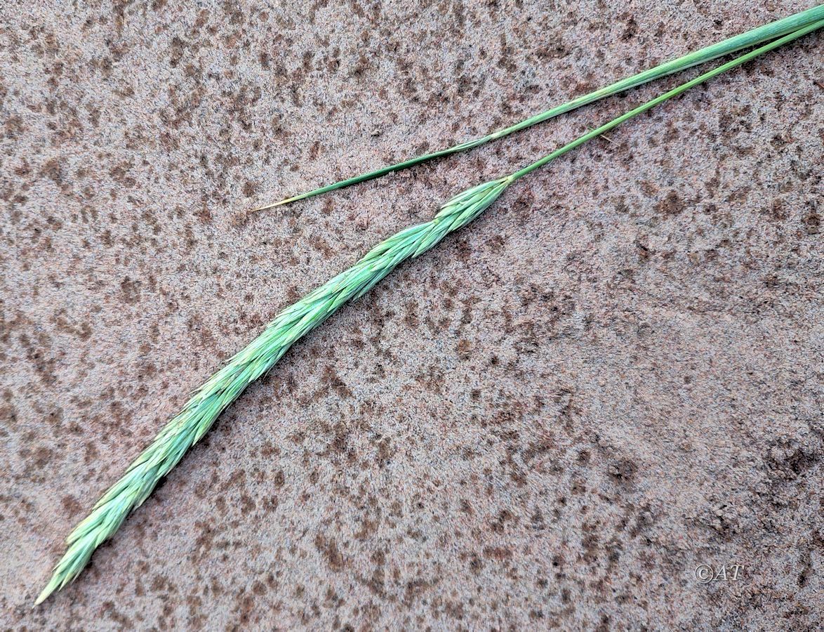 Image of Leymus arenarius specimen.
