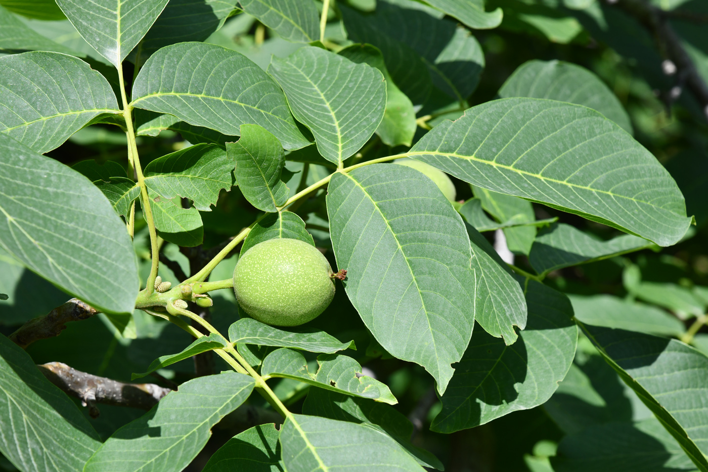 Image of Juglans regia specimen.