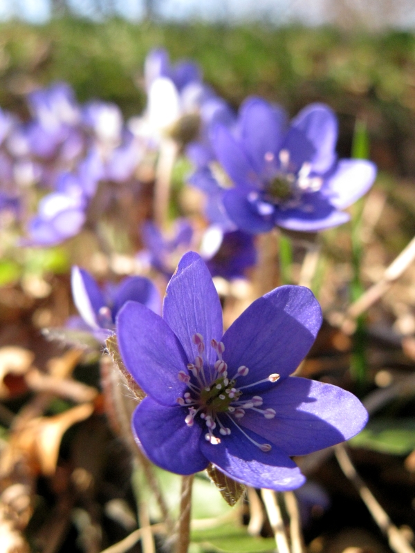 Image of Hepatica nobilis specimen.