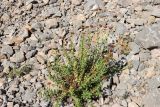 Rhodiola heterodonta