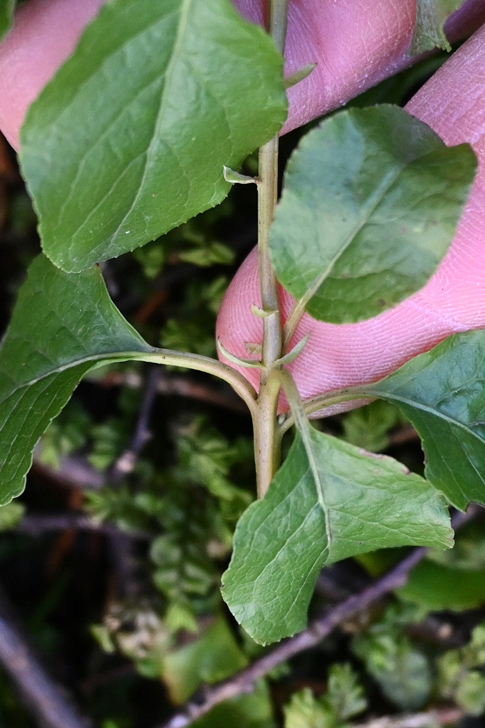 Изображение особи Orthilia secunda.