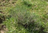 genus Arthrophytum