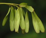 Image of taxon representative. Author is Алексей Чернышев