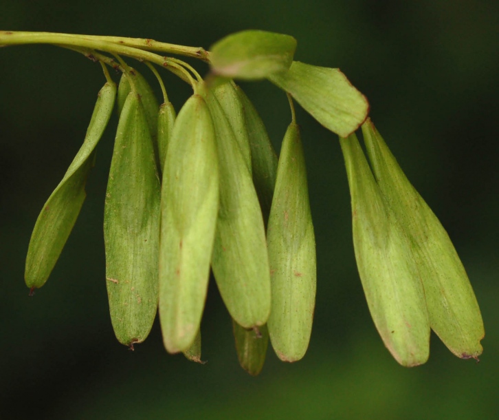 Изображение особи Fraxinus mandshurica.