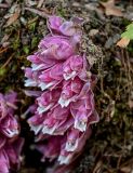 Lathraea squamaria