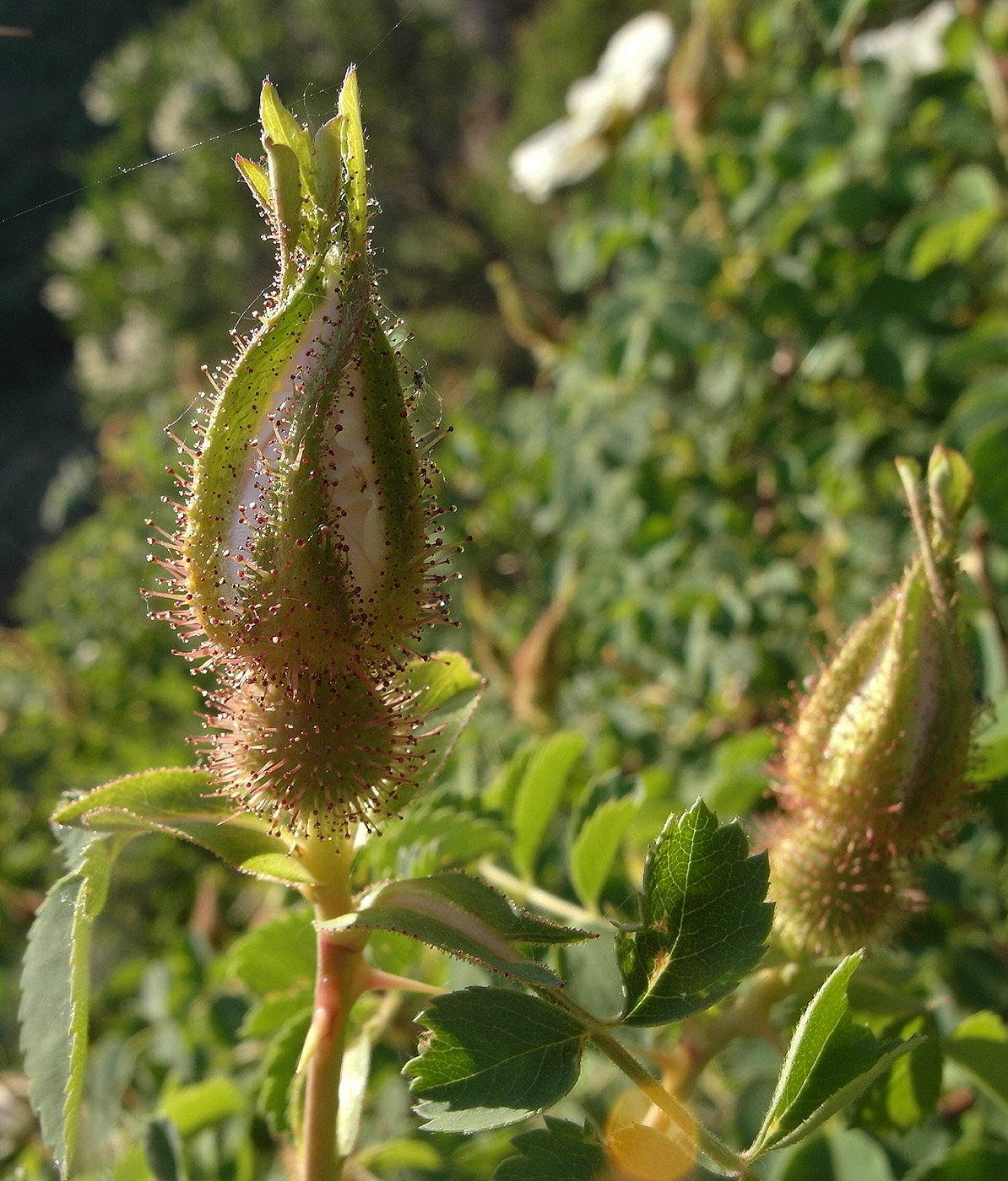 Image of Rosa fedtschenkoana specimen.