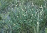 Astragalus albicaulis. Цветущее растение. Волгоградская обл., Калачёвский р-н, дол. р. Большая Голубая, меловые горы. 04.06.2005.