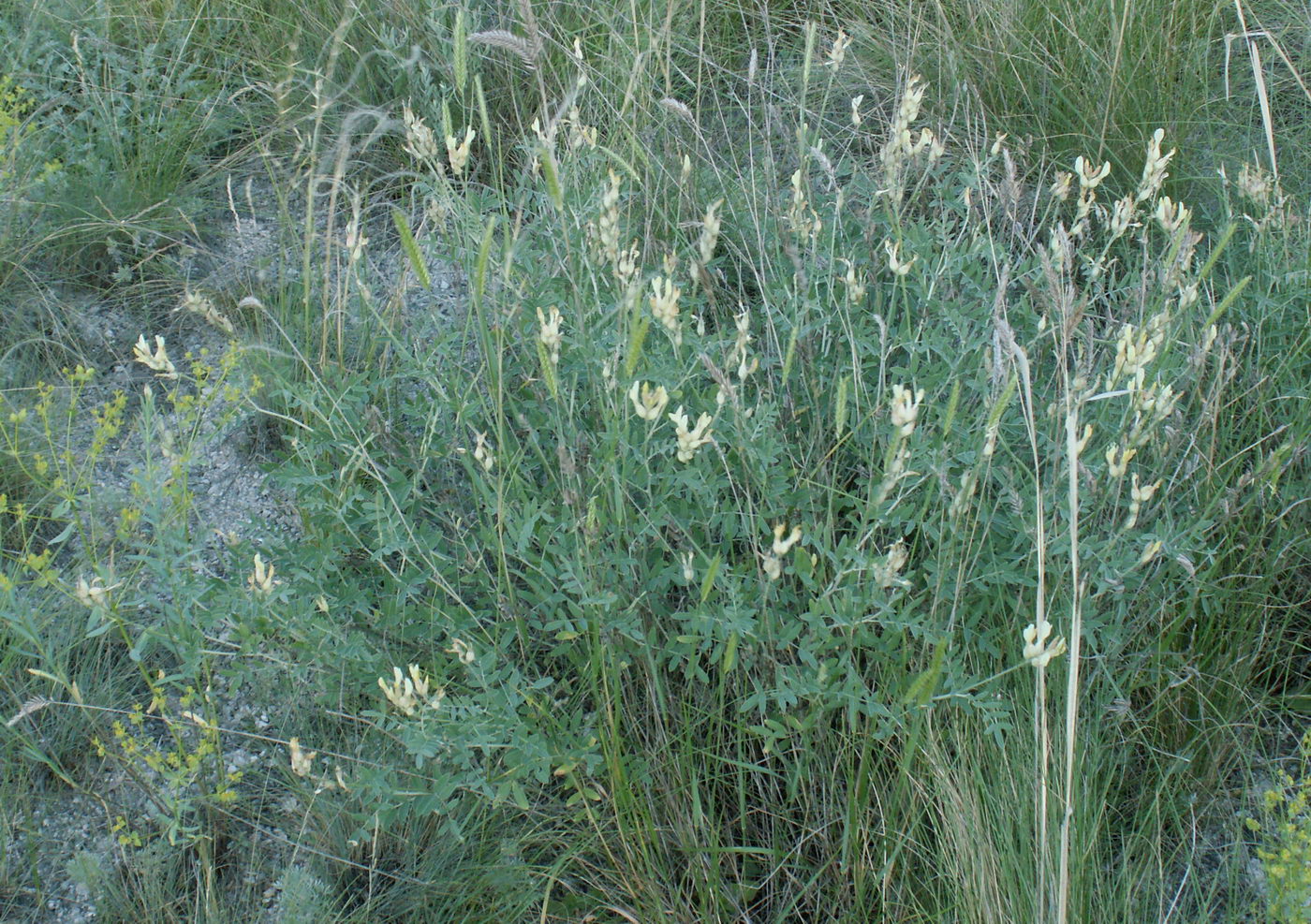 Image of Astragalus albicaulis specimen.
