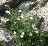 familia Asteraceae