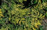 View full-size image Thuja occidentalis