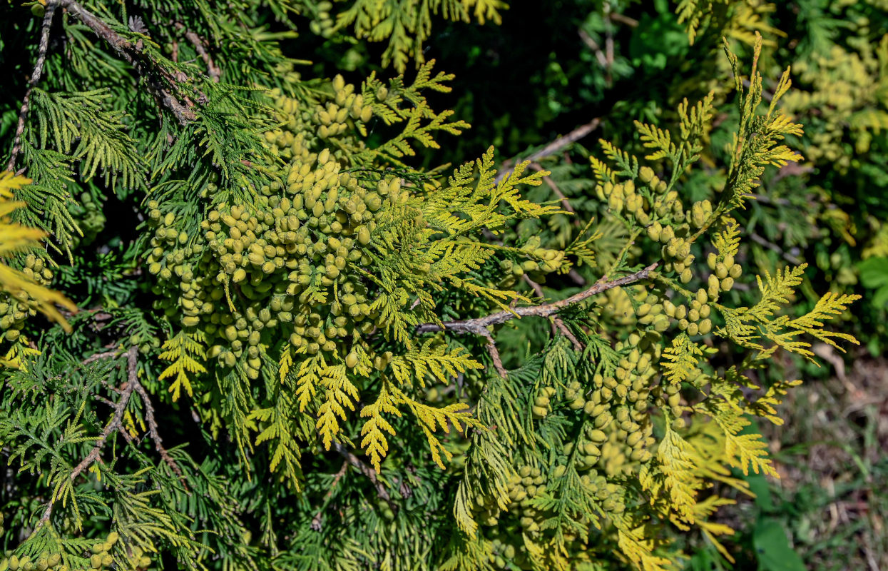 Image of Thuja occidentalis specimen.