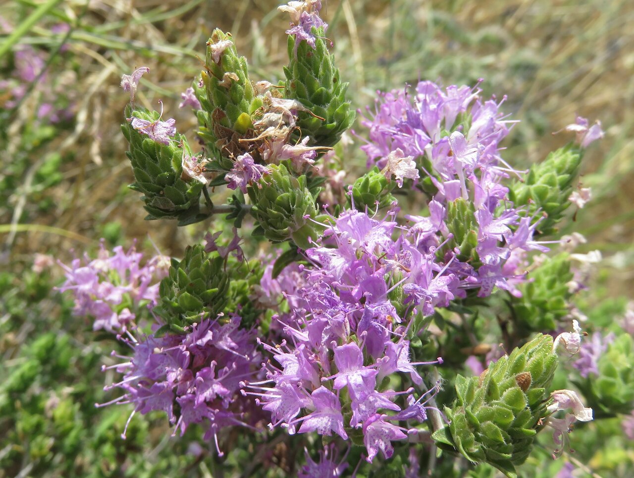 Image of Thymbra capitata specimen.